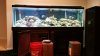 Saltwater Tank2.jpg Saltwater Tank2.jpg