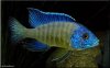 Blue Neon 4.jpg Blue Neon 4.jpg
