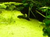 plecos 002.jpg