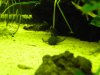 plecos 009.jpg