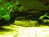 plecos 012.jpg