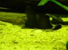 plecos 014.jpg