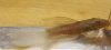 pleco female again.jpg pleco female again.jpg