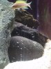 neolamp pulcher spawn 1-2-16.jpg