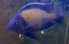 Yellowfin.jpg Yellowfin.jpg