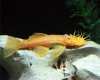 AlbinoBushyNosePleco4.jpg AlbinoBushyNosePleco4.jpg