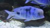 Blue Dolphin profile 4.jpg Blue Dolphin profile 4.jpg