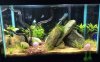 10GSHRIMPTANK.jpg 10GSHRIMPTANK.jpg
