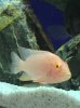 Albino DB 1.jpg Albino DB 1.jpg