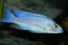 Sciaenochromis-fryeri-White-Knights-Profile 1.jpg Sciaenochromis-fryeri-White-Knights-Profile 1.jpg