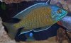 Red Fin Borely Profile 1.jpg Red Fin Borely Profile 1.jpg