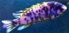 Labeotropheus fuelleborni Profile 2.jpg Labeotropheus fuelleborni Profile 2.jpg