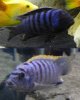 fish.jpg fish.jpg