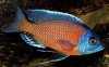 Red Fin Borely Profile 1 .jpg Red Fin Borely Profile 1 .jpg