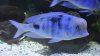 Blue Dolphin profile 3.jpg Blue Dolphin profile 3.jpg