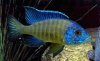Blue Neon 2.jpg Blue Neon 2.jpg