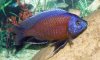 Red Fin Borelyi Profile 3.jpg Red Fin Borelyi Profile 3.jpg