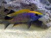 Yellow Blaze Profile small 1.jpg Yellow Blaze Profile small 1.jpg