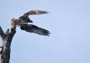 osprey with fish2.jpg