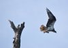 osprey with fish3.jpg