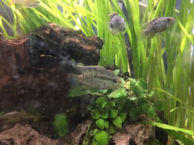 curviceps.JPG curviceps.JPG