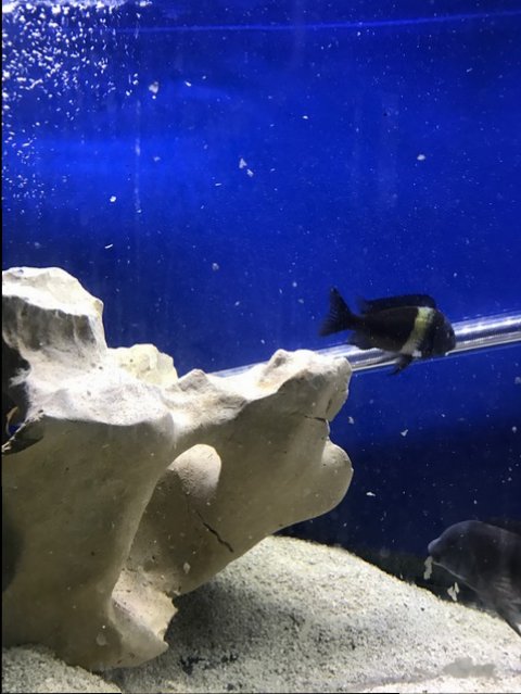tropheus 1.JPG tropheus 1.JPG