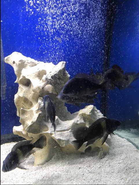 tropheus 3.JPG tropheus 3.JPG