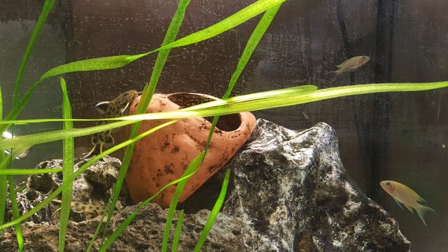 Catfish.jpg Catfish.jpg