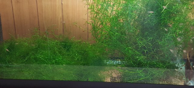 Badis.jpg Badis.jpg