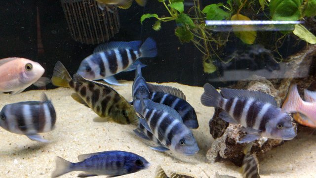 IMG_20161223_055355.jpg