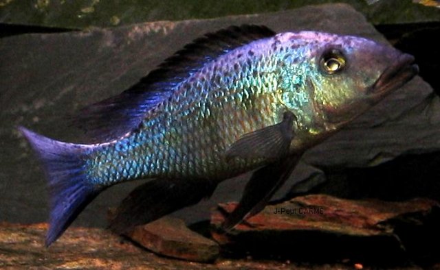 fossochromis Rostratus Profile .JPG