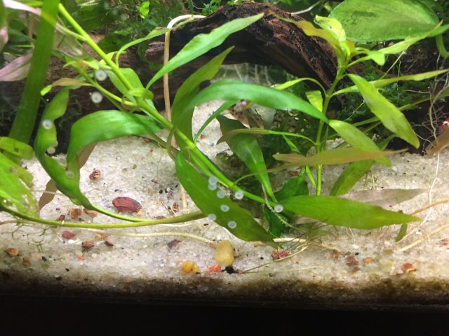 knaacki eggs.jpg