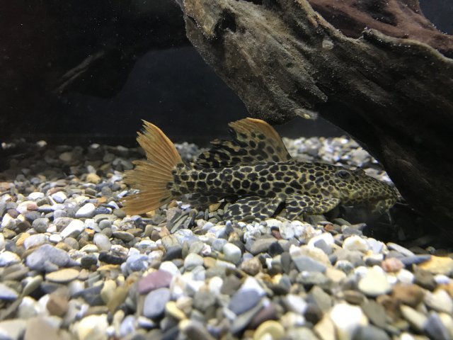 IMG_0853.JPG IMG_0853.JPG