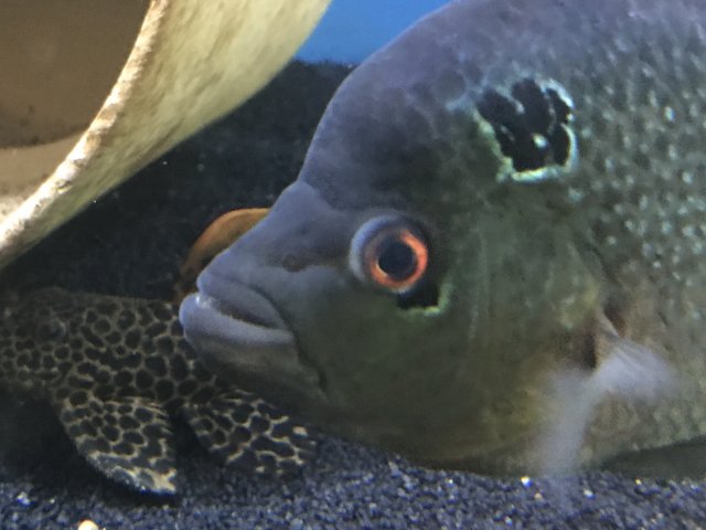 IMG_1472.JPG IMG_1472.JPG