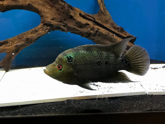 IMG_1606.JPG IMG_1606.JPG