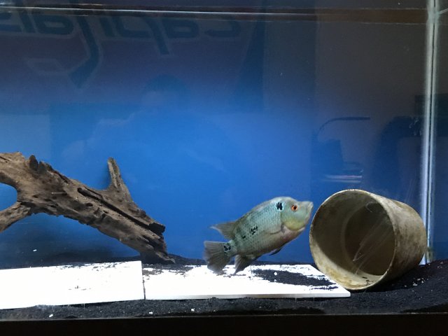 IMG_1639.JPG IMG_1639.JPG