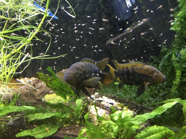 rainbow cichlids guarding fry.JPG