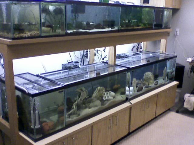 multiple fish tank stand