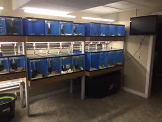 New Fish Room Racks And Layout Capital Cichlid Association