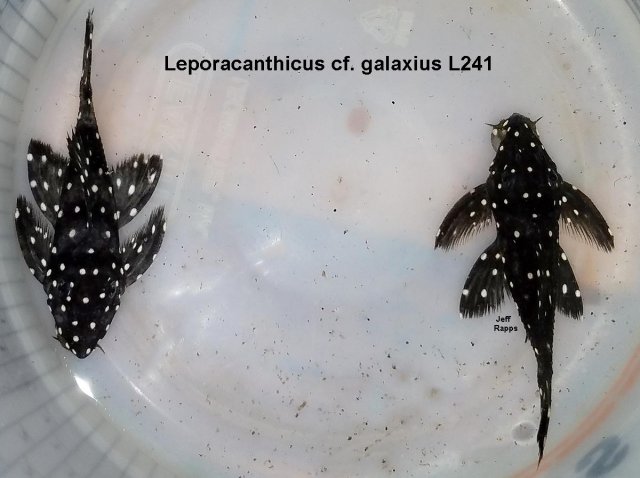 L241.jpg L241.jpg