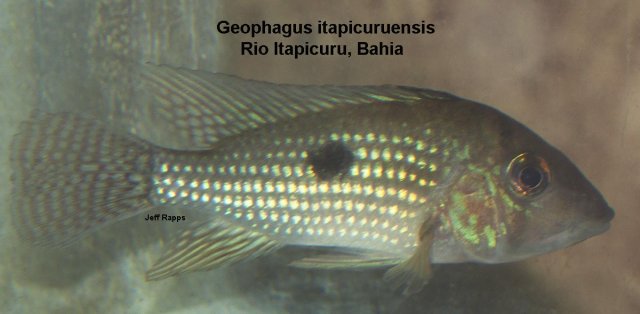itapic.jpg itapic.jpg