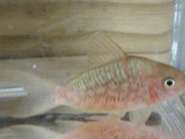 cory sp7.jpg cory sp7.jpg