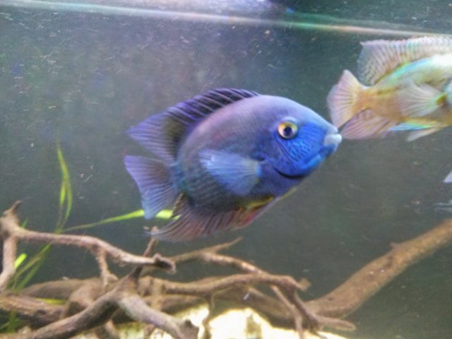 Adult efasciatus 01.jpg Adult efasciatus 01.jpg
