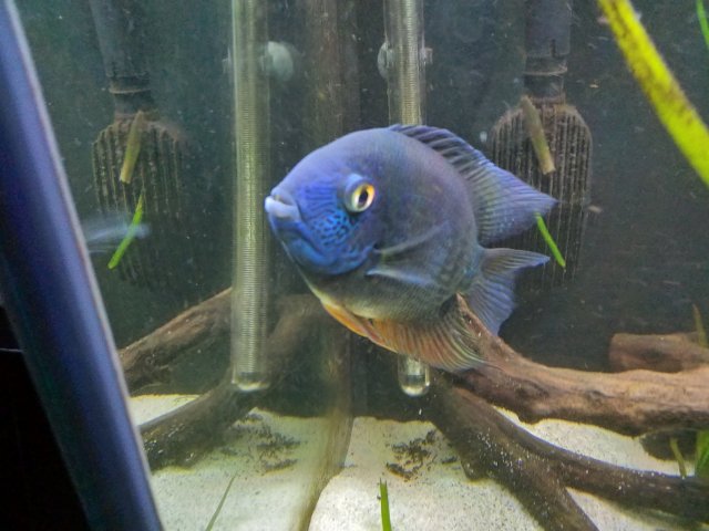 Adult efasciatus 03.jpg Adult efasciatus 03.jpg