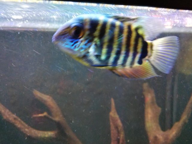 Juvenile efasciatus 01.jpg Juvenile efasciatus 01.jpg