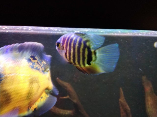 Juvenile efasciatus 02.jpg Juvenile efasciatus 02.jpg