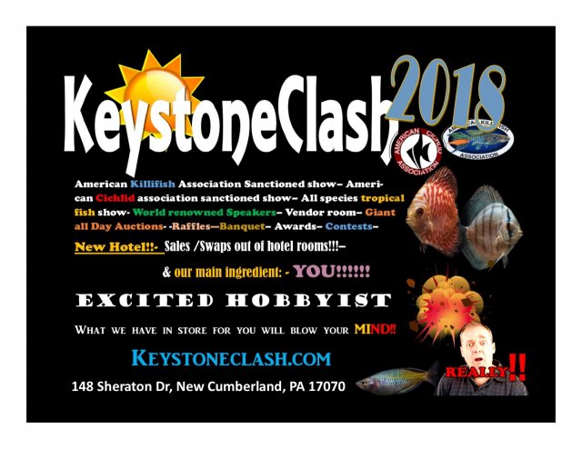 keystone clash new.jpg