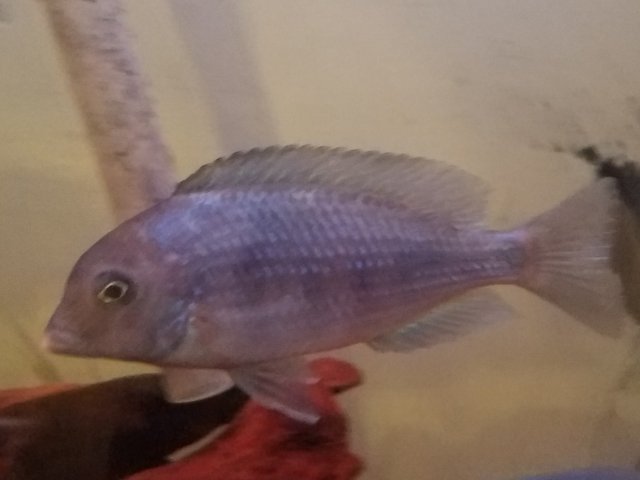 20180712_204431.jpg 20180712_204431.jpg
