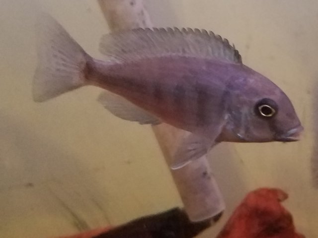 20180712_204528.jpg 20180712_204528.jpg