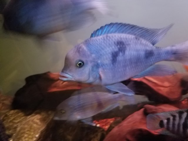 20180712_205100.jpg 20180712_205100.jpg